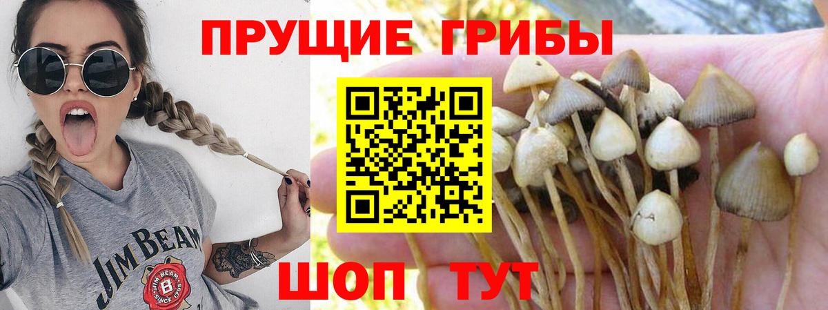 Галлюциногенные грибы прущие грибы  Вход с VPN  Всеволожск 